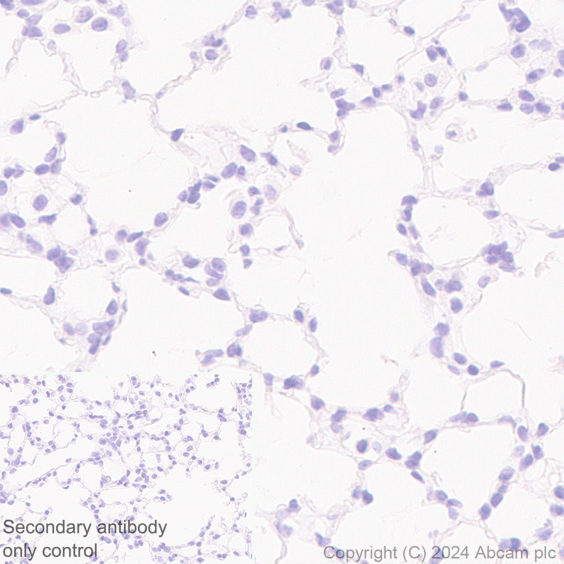 Immunohistochemistry (Formalin/PFA-fixed paraffin-embedded sections) - Anti-MARC1 antibody [EPR28272-93] - BSA and Azide free (AB317263), expandable thumbnail