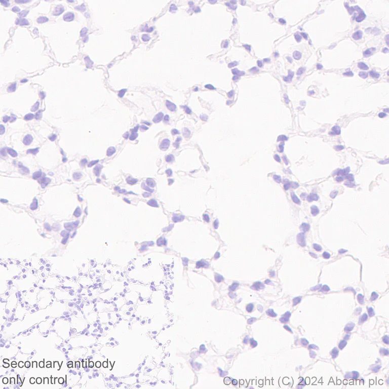 Immunohistochemistry (Formalin/PFA-fixed paraffin-embedded sections) - Anti-MARC1 antibody [EPR28272-93] - BSA and Azide free (AB317263)