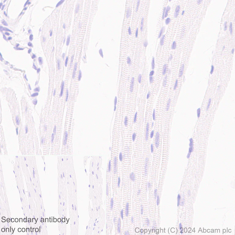 Immunohistochemistry (Formalin/PFA-fixed paraffin-embedded sections) - Anti-MARC1 antibody [EPR28272-93] - BSA and Azide free (AB317263)