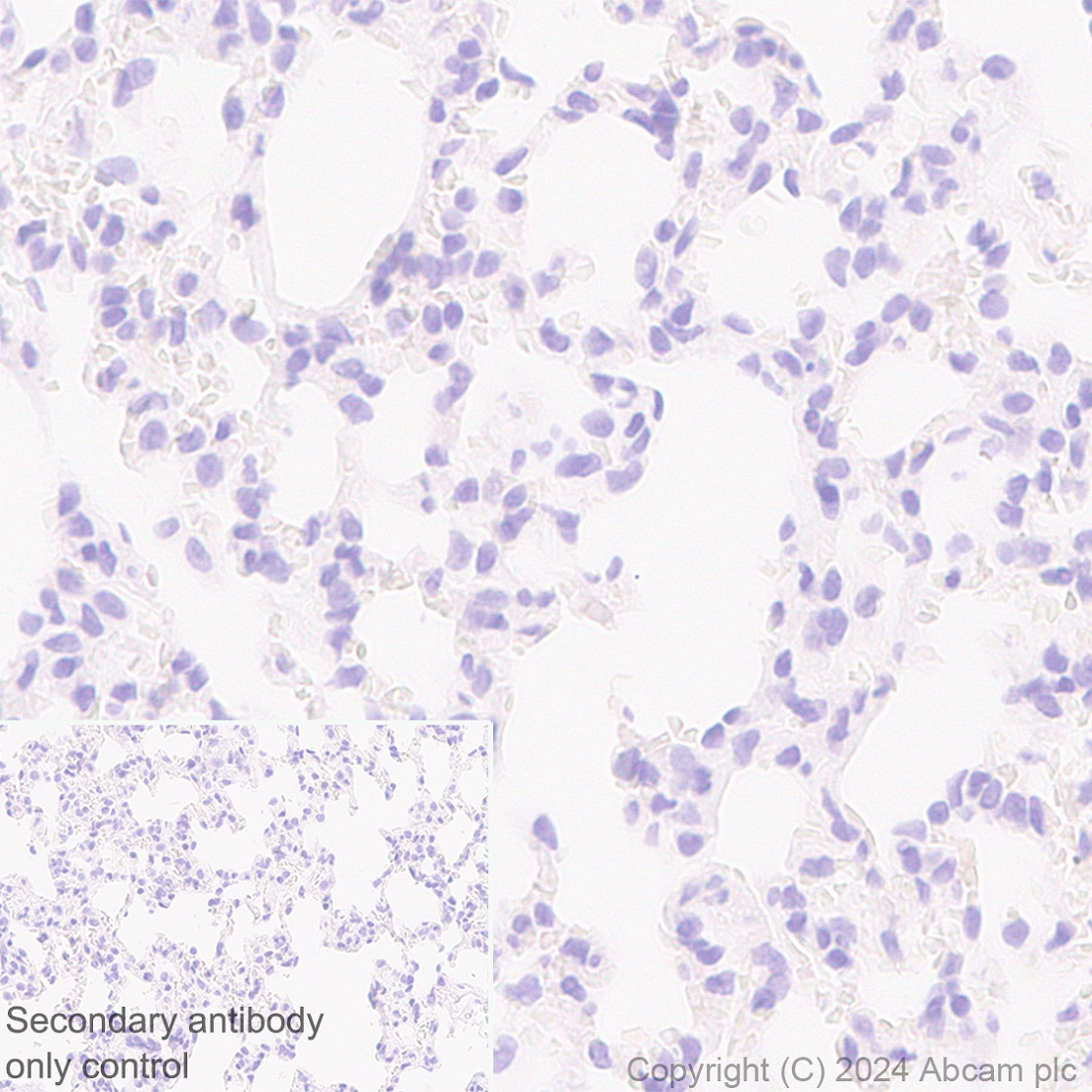 Immunohistochemistry (Formalin/PFA-fixed paraffin-embedded sections) - Anti-MARC1 antibody [EPR28272-93] - BSA and Azide free (AB317263), expandable thumbnail