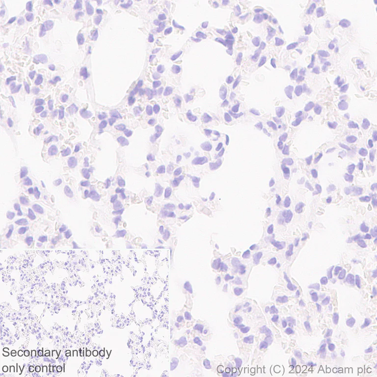 Immunohistochemistry (Formalin/PFA-fixed paraffin-embedded sections) - Anti-MARC1 antibody [EPR28272-93] - BSA and Azide free (AB317263)