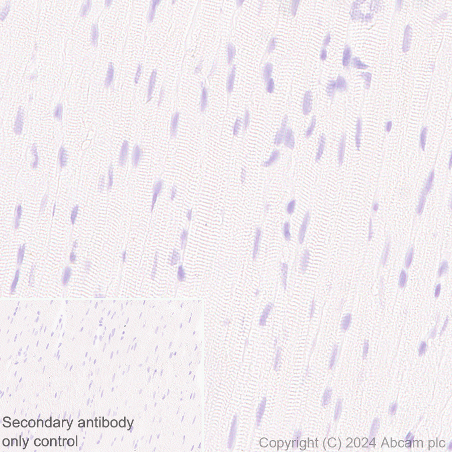 Immunohistochemistry (Formalin/PFA-fixed paraffin-embedded sections) - Anti-MARC1 antibody [EPR28272-93] - BSA and Azide free (AB317263), expandable thumbnail