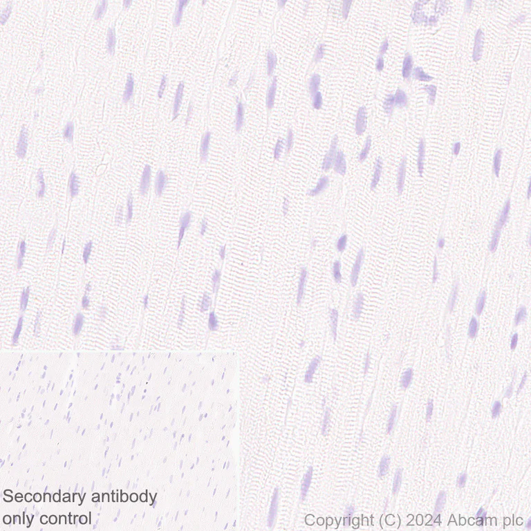 Immunohistochemistry (Formalin/PFA-fixed paraffin-embedded sections) - Anti-MARC1 antibody [EPR28272-93] - BSA and Azide free (AB317263)