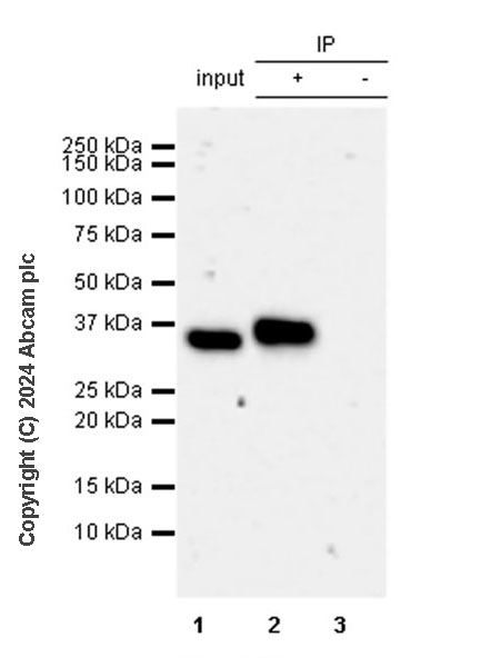 Immunoprecipitation - Anti-MARC1 antibody [EPR28272-93] - BSA and Azide free (ab317263), expandable thumbnail