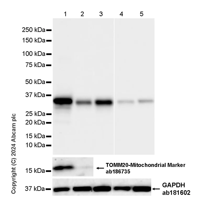 Western blot - Anti-MARC1 antibody [EPR28272-93] - BSA and Azide free (AB317263)