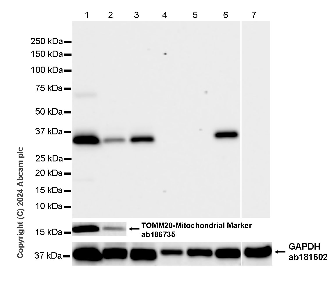 Western blot - Anti-MARC1 antibody [EPR28272-93] - BSA and Azide free (ab317263), expandable thumbnail