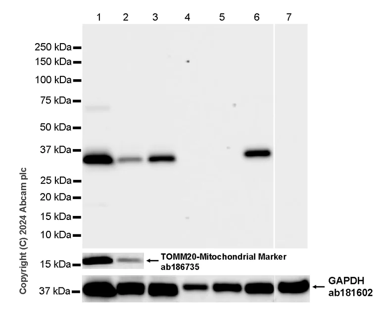 Western blot - Anti-MARC1 antibody [EPR28272-93] - BSA and Azide free (AB317263)