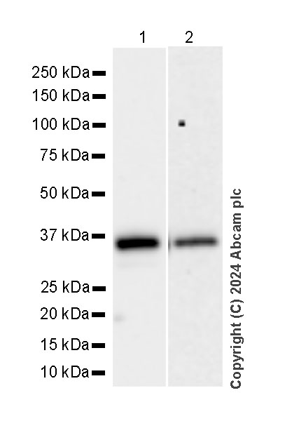 Western blot - Anti-MARC1 antibody [EPR28272-93] - BSA and Azide free (ab317263), expandable thumbnail