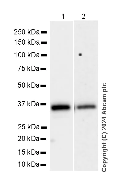 Western blot - Anti-MARC1 antibody [EPR28272-93] - BSA and Azide free (AB317263)