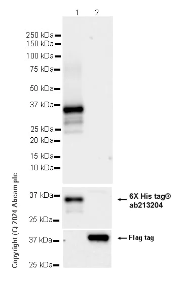 Western blot - Anti-MARC1 antibody [EPR28272-93] - BSA and Azide free (AB317263)