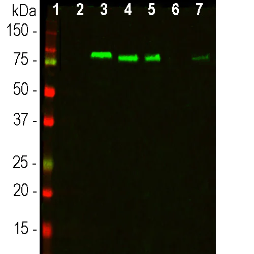 Western blot - Anti-MARCKS antibody [5F9] (AB315205)