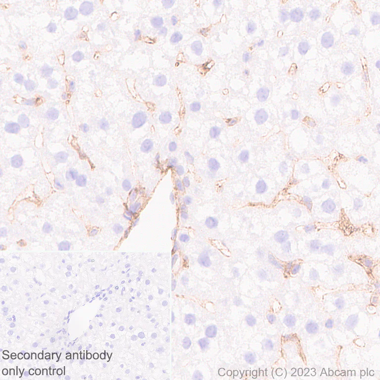 Immunohistochemistry (Formalin/PFA-fixed paraffin-embedded sections) - Anti-MARCKS antibody [EPR28261-90] (AB315025)