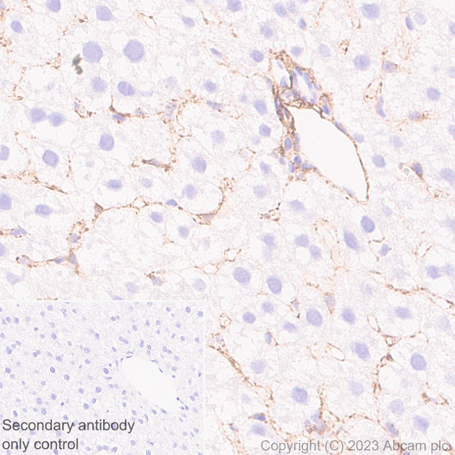 Immunohistochemistry (Formalin/PFA-fixed paraffin-embedded sections) - Anti-MARCKS antibody [EPR28261-90] (AB315025), expandable thumbnail