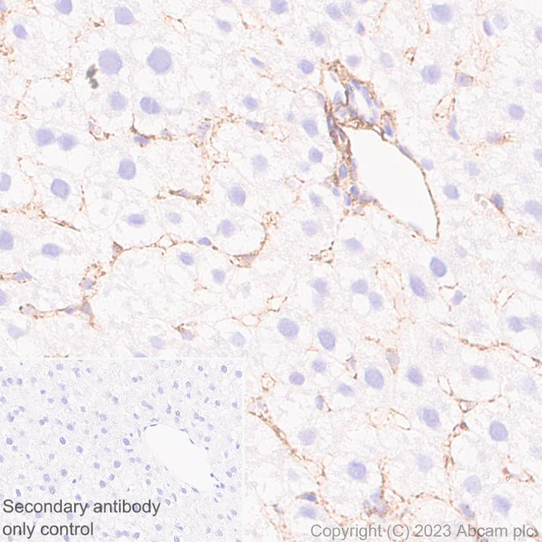 Immunohistochemistry (Formalin/PFA-fixed paraffin-embedded sections) - Anti-MARCKS antibody [EPR28261-90] - BSA and Azide free (AB315026)