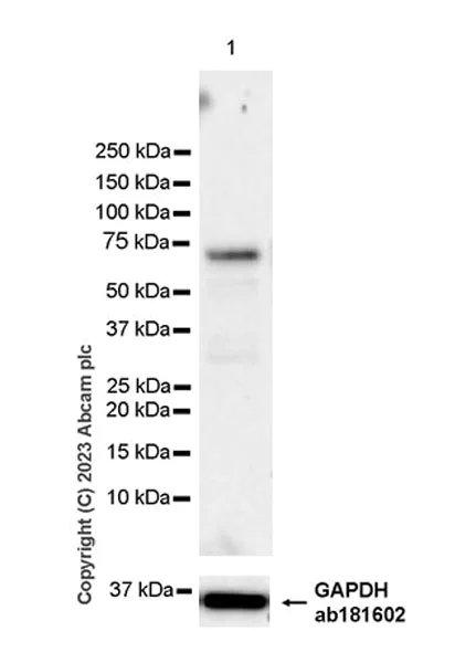 Western blot - Anti-MARCKS antibody [EPR28261-90] - BSA and Azide free (AB315026)