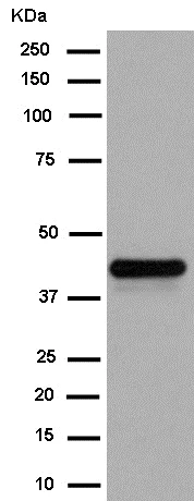 Western blot - Anti-MARCKS like protein antibody [EPR15353] - BSA and Azide free (AB250750)