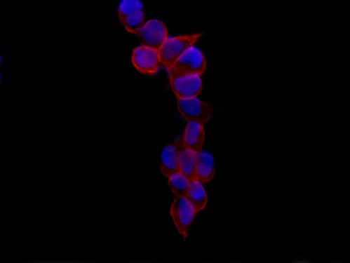 Immunocytochemistry/ Immunofluorescence - Anti-MARCKS like protein antibody [EPR15353] - C-terminal (AB184546), expandable thumbnail