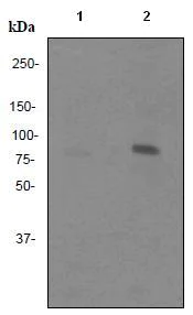 Western blot - Anti-MARCKS (phospho S158) antibody [EP2113Y] (AB81295)