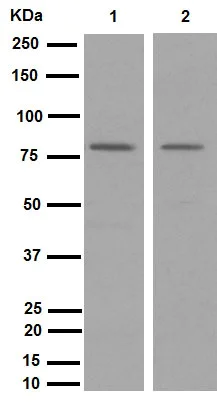 Western blot - Anti-MARCKS (phospho S158) antibody [EP2113Y] (AB81295)