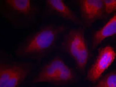 Immunocytochemistry/ Immunofluorescence - Anti-MARCKS (phospho S162) antibody (AB119321)