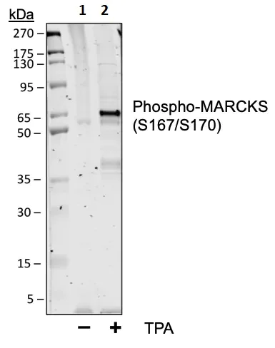 Western blot - Anti-MARCKS (phospho S167 + S170) antibody [MARCKSS167170-C9] (AB278646)