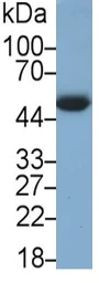 Western blot - Anti-MARCO antibody (AB231046)