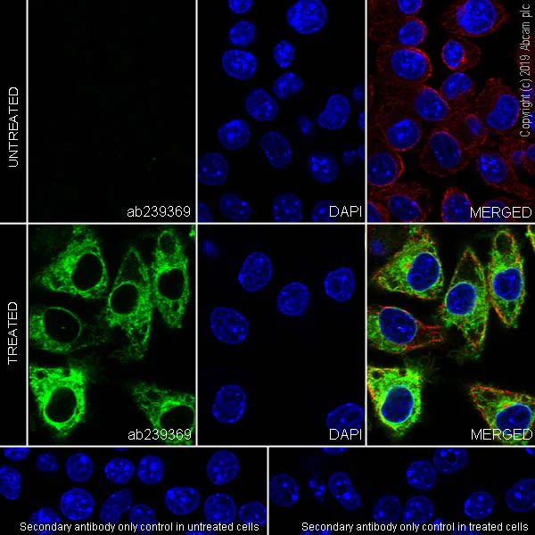 Immunocytochemistry/ Immunofluorescence - Anti-MARCO antibody [EPR22944-64] - BSA and Azide free (AB256822)