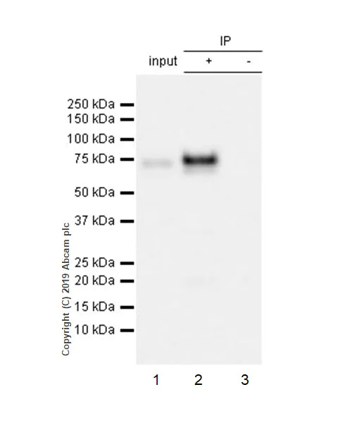 Immunoprecipitation - Anti-MARCO antibody [EPR22944-64] - BSA and Azide free (AB256822)