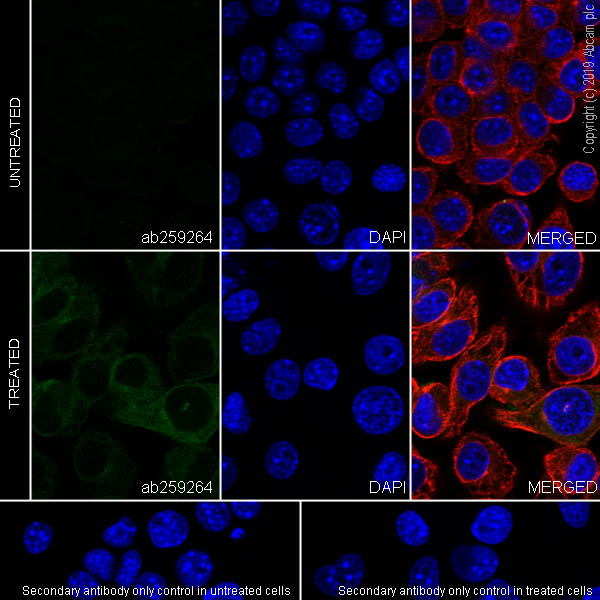 Immunocytochemistry/ Immunofluorescence - Anti-MARCO antibody [EPR22944-66] (ab259264), expandable thumbnail