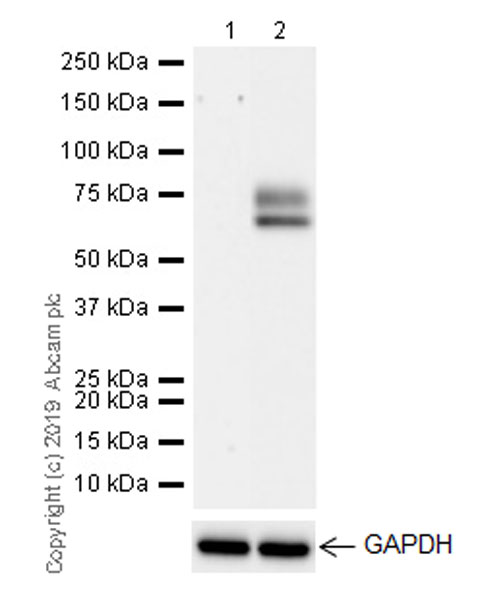 Western blot - Anti-MARCO antibody [EPR22944-66] (AB259264), expandable thumbnail