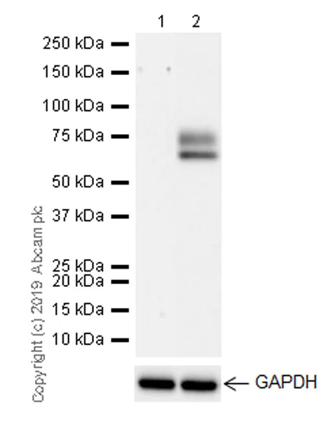 Western blot - Anti-MARCO antibody [EPR22944-66] (AB259264)