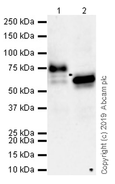 Western blot - Anti-MARCO antibody [EPR22944-66] (AB259264), expandable thumbnail