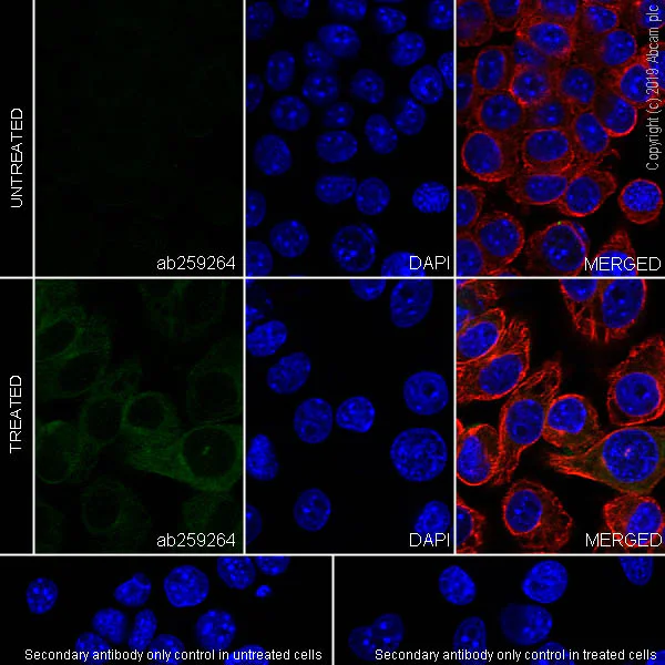Immunocytochemistry/ Immunofluorescence - Anti-MARCO antibody [EPR22944-66] - BSA and Azide free (AB259266)