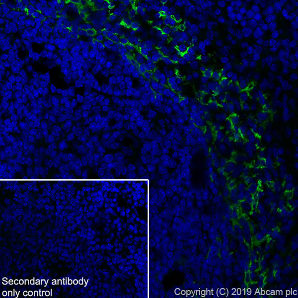 Immunohistochemistry (Frozen sections) - Anti-MARCO antibody [EPR22944-66] - BSA and Azide free (AB259266)