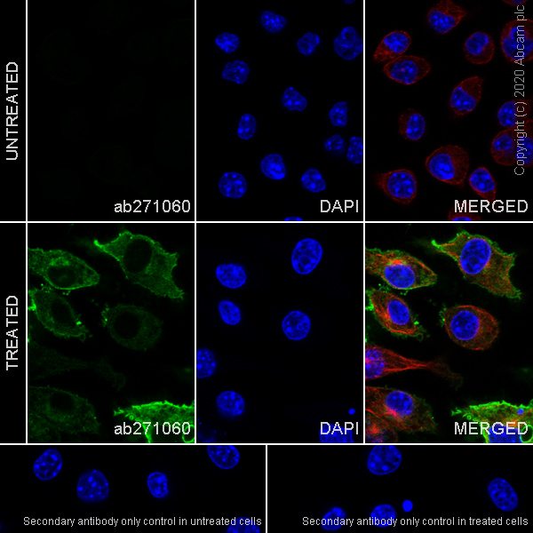Immunocytochemistry/ Immunofluorescence - Anti-MARCO antibody [EPR24317-33] (AB271060), expandable thumbnail
