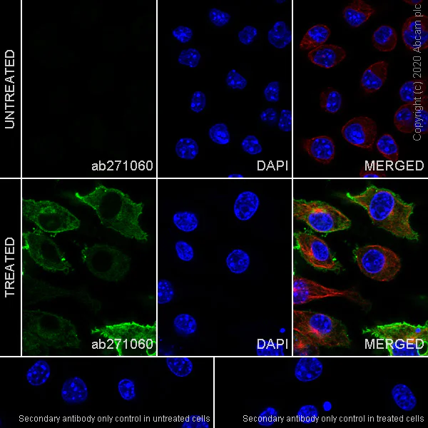 Immunocytochemistry/ Immunofluorescence - Anti-MARCO antibody [EPR24317-33] - BSA and Azide free (AB278507)