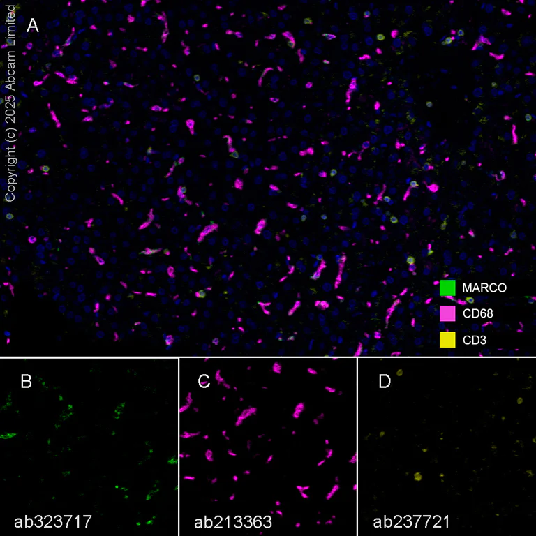 Multiplex immunohistochemistry - Anti-MARCO antibody [RM1219] (AB323717)