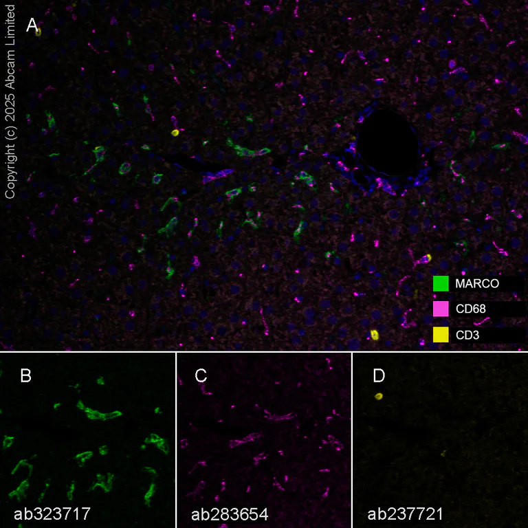 Multiplex immunohistochemistry - Anti-MARCO antibody [RM1219] (AB323717)