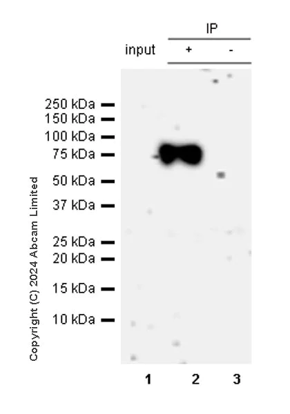 Immunoprecipitation - Anti-MARCO antibody [RM2074] (AB322705)