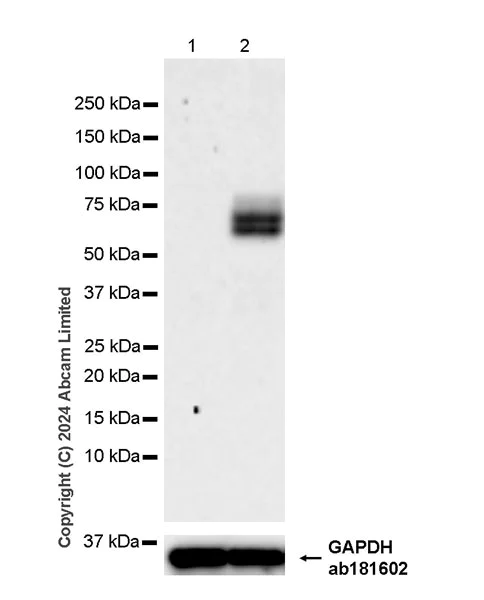 Western blot - Anti-MARCO antibody [RM2074] (AB322705)