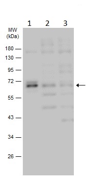 Western blot - Anti-Mare antibody (AB229735), expandable thumbnail