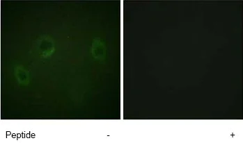 Immunocytochemistry/ Immunofluorescence - Anti-MARK 1+2+3+4 antibody (AB74131)