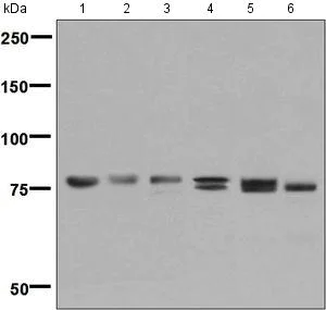 Western blot - Anti-MARK2 antibody [EPR8553] - BSA and Azide free (AB248629)