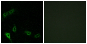 Immunocytochemistry/ Immunofluorescence - Anti-MARK2 antibody - N-terminal (AB136872)