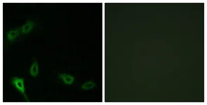 Immunocytochemistry/ Immunofluorescence - Anti-MARK2 antibody - N-terminal (AB136872)