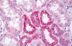 Immunohistochemistry (Formalin/PFA-fixed paraffin-embedded sections) - Anti-MARK2 antibody - N-terminal (AB136872)