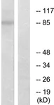 Western blot - Anti-MARK2 antibody - N-terminal (AB136872)
