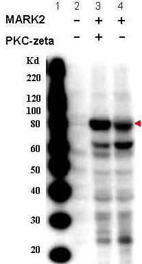 Western blot - Anti-MARK2 (phospho T595) antibody (AB34751)