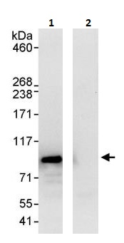 Immunoprecipitation - Anti-Mark3 antibody (AB264285)
