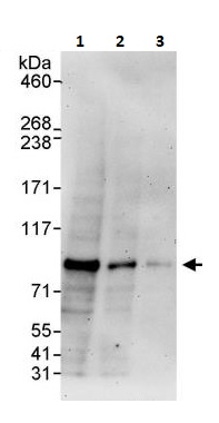 Western blot - Anti-Mark3 antibody (AB264285)